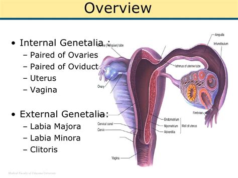 hymen porn|External female genitalia: Anatomy and blood supply 